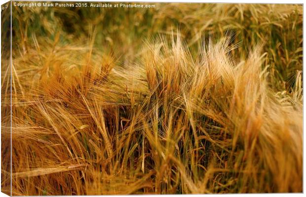 Soft Warm Wheat Barley Crop Plant Texture Canvas Print by Mark Purches