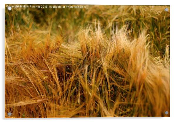 Soft Warm Wheat Barley Crop Plant Texture Acrylic by Mark Purches