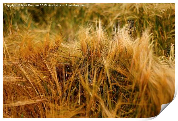 Soft Warm Wheat Barley Crop Plant Texture Print by Mark Purches