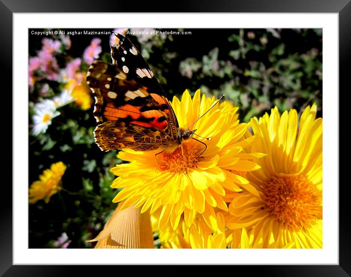  Butterfly on a nice flower, Framed Mounted Print by Ali asghar Mazinanian