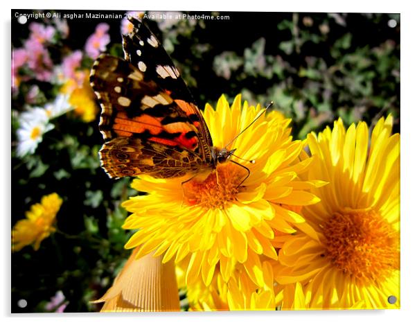  Butterfly on a nice flower, Acrylic by Ali asghar Mazinanian
