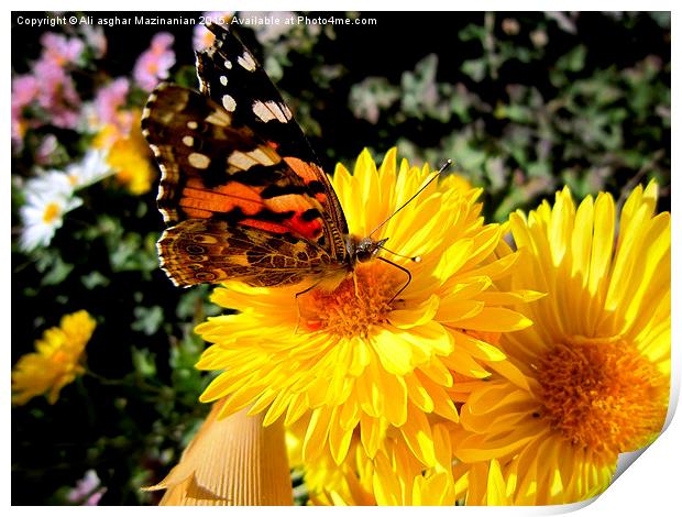  Butterfly on a nice flower, Print by Ali asghar Mazinanian
