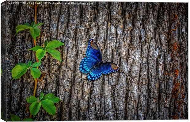 Blue Butterfly Canvas Print by Doug Long