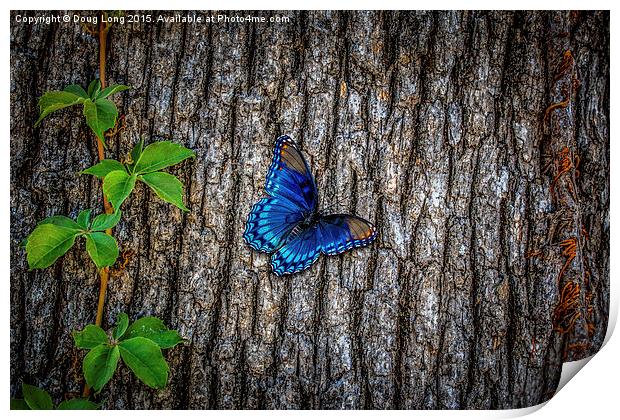 Blue Butterfly Print by Doug Long