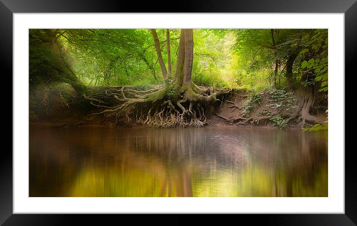  The Old Tree Framed Mounted Print by Colin Evans