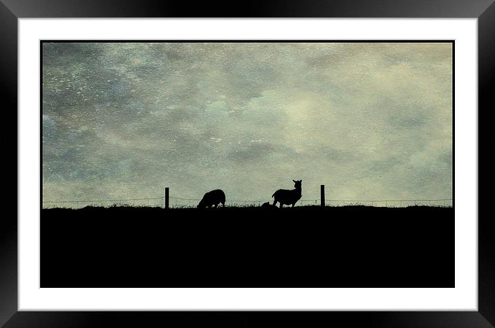 Shetland evening Framed Mounted Print by Heather Newton