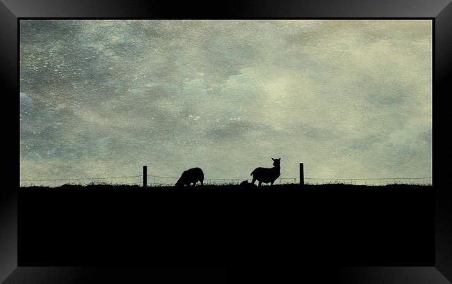 Shetland evening Framed Print by Heather Newton
