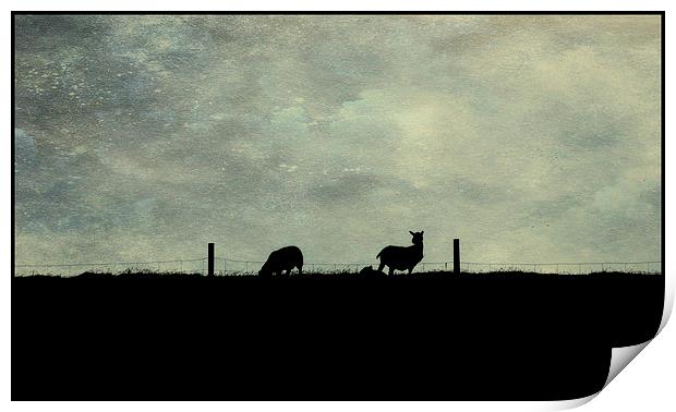 Shetland evening Print by Heather Newton