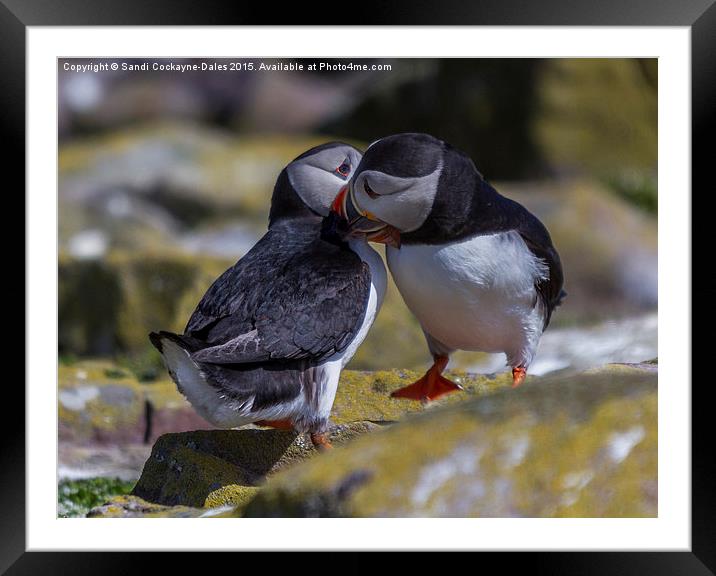  Puffins In Love Framed Mounted Print by Sandi-Cockayne ADPS