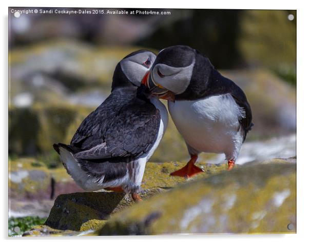  Puffins In Love Acrylic by Sandi-Cockayne ADPS