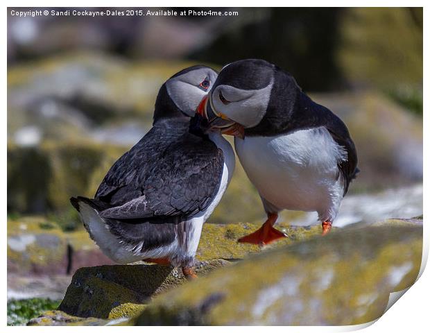  Puffins In Love Print by Sandi-Cockayne ADPS