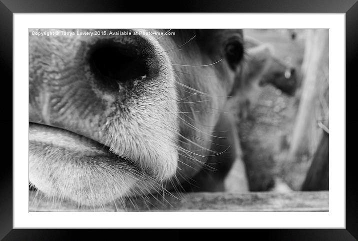  pucker up! Framed Mounted Print by Tanya Lowery
