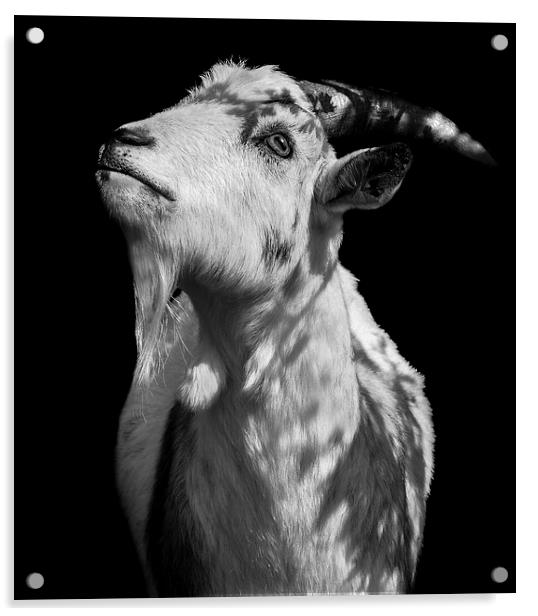  Oh Holy Goat Acrylic by Jade Scott