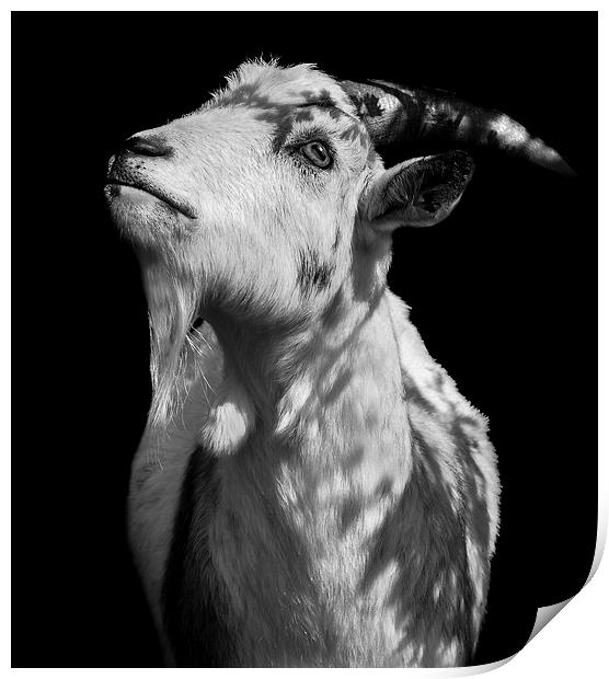  Oh Holy Goat Print by Jade Scott