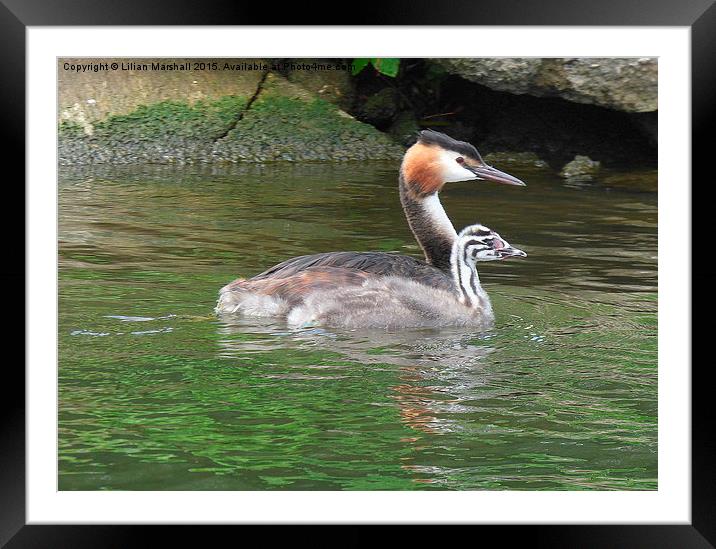  A Great Crested Grebe and it's chick. Framed Mounted Print by Lilian Marshall