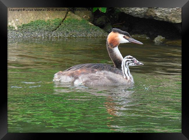  A Great Crested Grebe and it's chick. Framed Print by Lilian Marshall