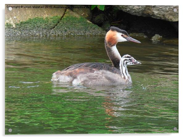  A Great Crested Grebe and it's chick. Acrylic by Lilian Marshall