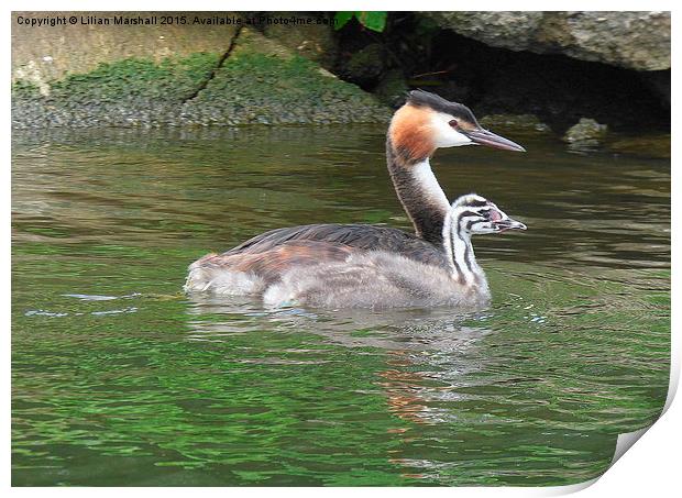  A Great Crested Grebe and it's chick. Print by Lilian Marshall