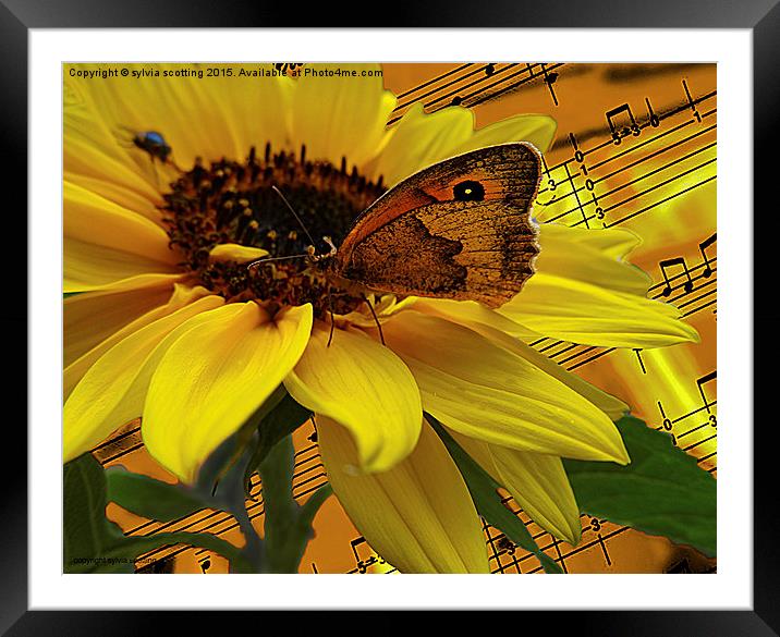 The  Butterfly who loved music Framed Mounted Print by sylvia scotting