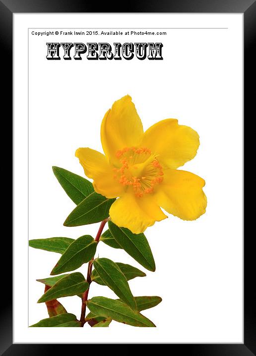  Hypericum bloom in all its glory Framed Mounted Print by Frank Irwin