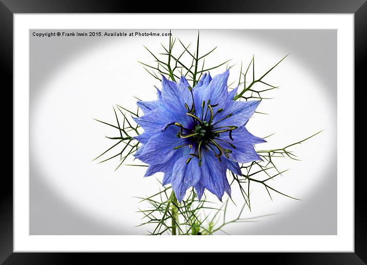  Love in a mist "vignetted" Framed Mounted Print by Frank Irwin