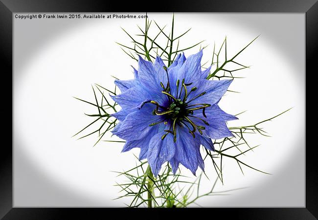  Love in a mist "vignetted" Framed Print by Frank Irwin