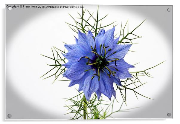  Love in a mist "vignetted" Acrylic by Frank Irwin