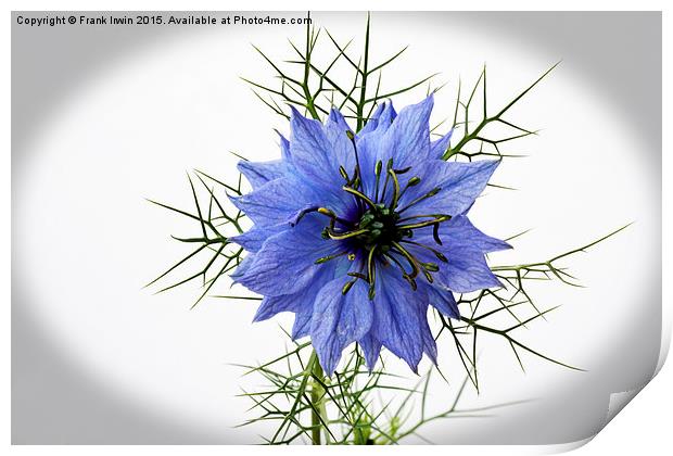  Love in a mist "vignetted" Print by Frank Irwin