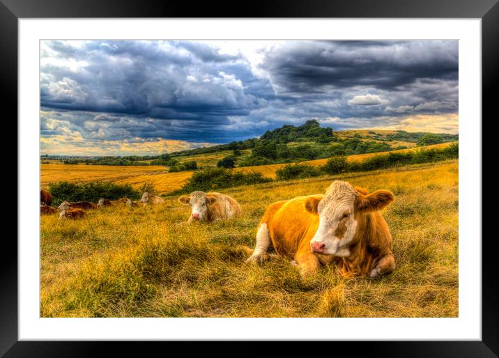Resting Cows Framed Mounted Print by David Pyatt