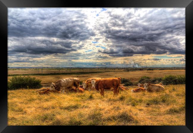 Resting Cows Framed Print by David Pyatt