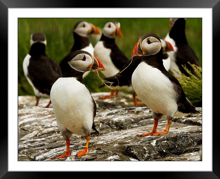  Puffins Framed Mounted Print by David Portwain