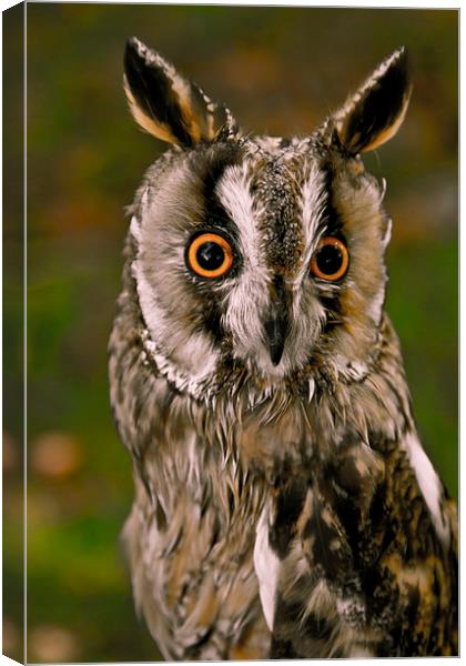  Owl Canvas Print by David Portwain