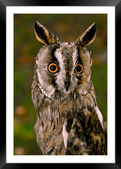  Owl Framed Mounted Print by David Portwain