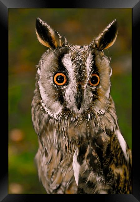  Owl Framed Print by David Portwain