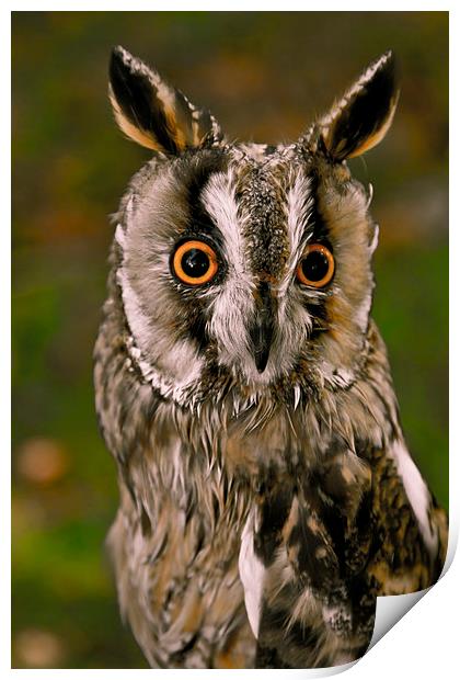  Owl Print by David Portwain