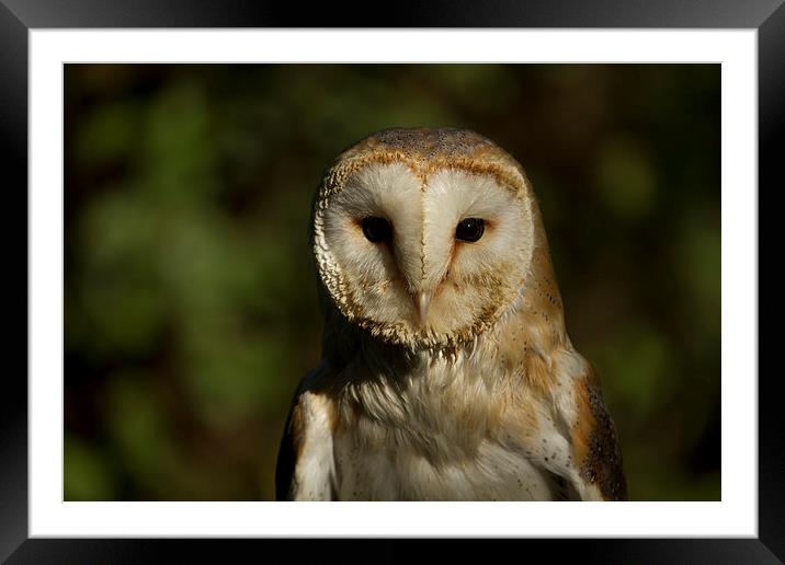 Owl Framed Mounted Print by David Portwain