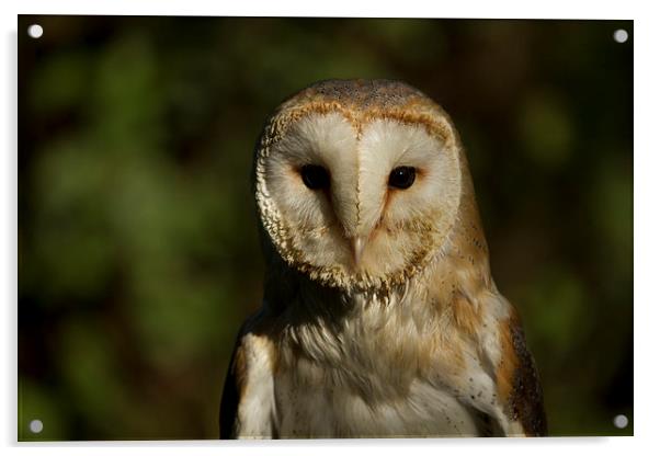  Owl Acrylic by David Portwain