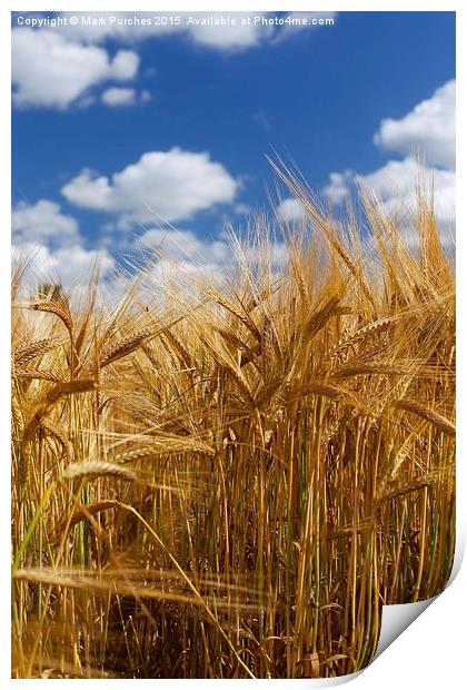 Tall Wheat Barley Crop Plants with Blue Sky Print by Mark Purches