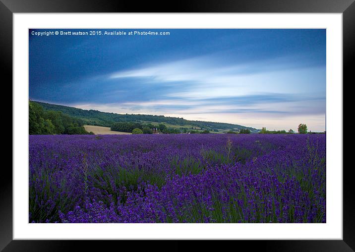  lavender fields Framed Mounted Print by Brett watson