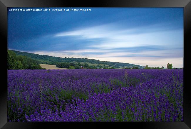  lavender fields Framed Print by Brett watson