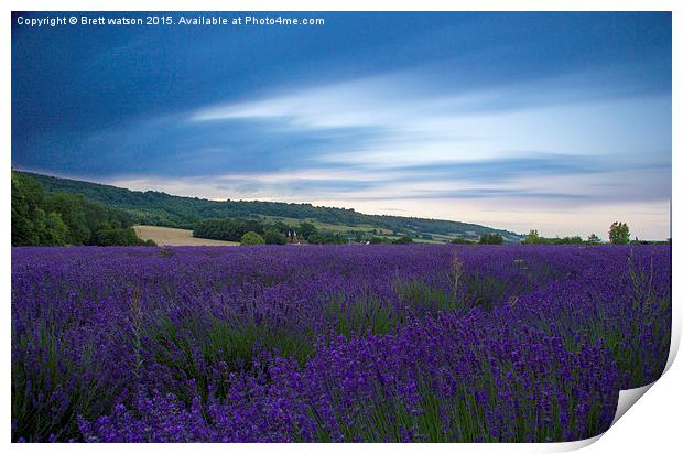  lavender fields Print by Brett watson