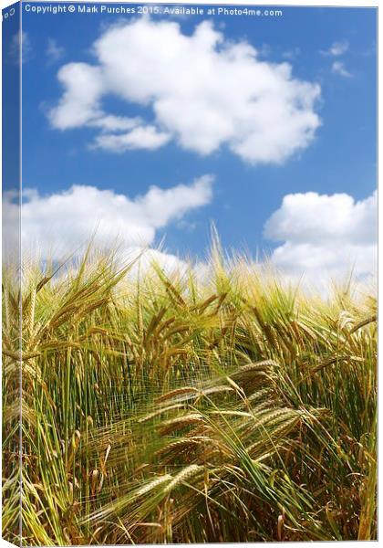 Tall Wheat Barley Crop Plants with Blue Sky Canvas Print by Mark Purches