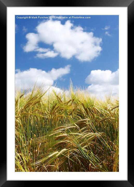 Tall Wheat Barley Crop Plants with Blue Sky Framed Mounted Print by Mark Purches