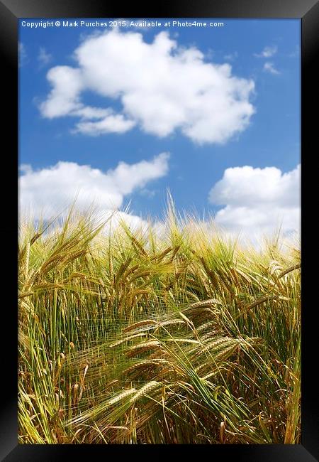 Tall Wheat Barley Crop Plants with Blue Sky Framed Print by Mark Purches