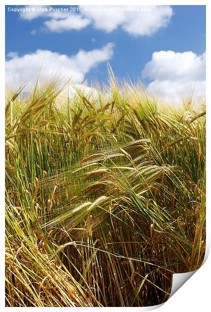 Tall Wheat Barley Crop Plants with Blue Sky Print by Mark Purches