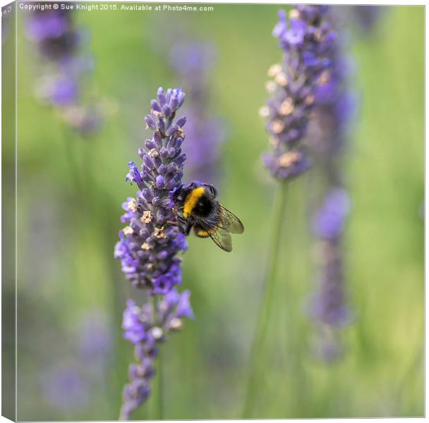  Bee on Lavender Canvas Print by Sue Knight