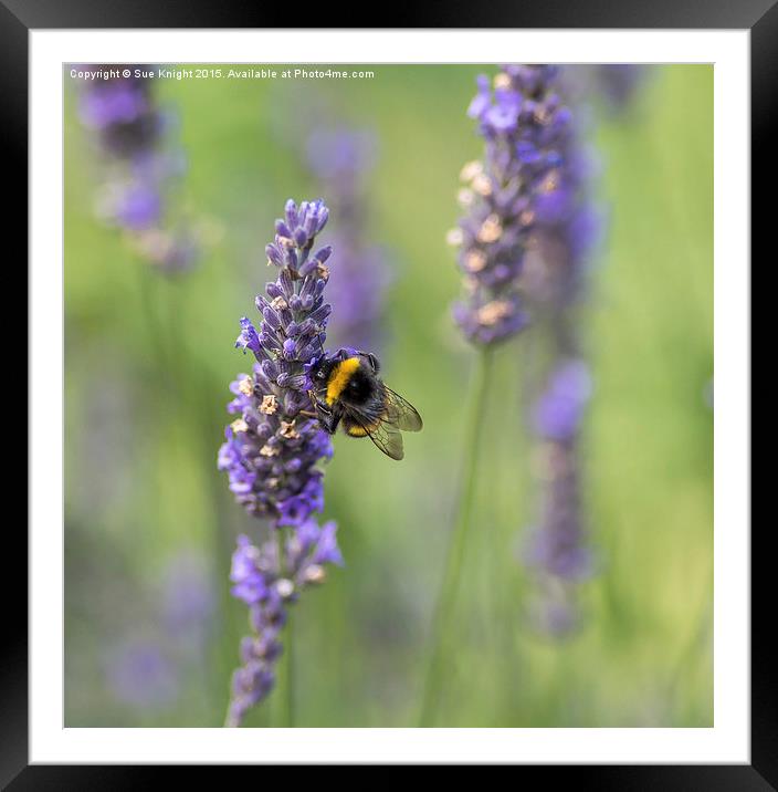  Bee on Lavender Framed Mounted Print by Sue Knight