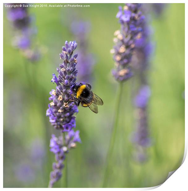  Bee on Lavender Print by Sue Knight