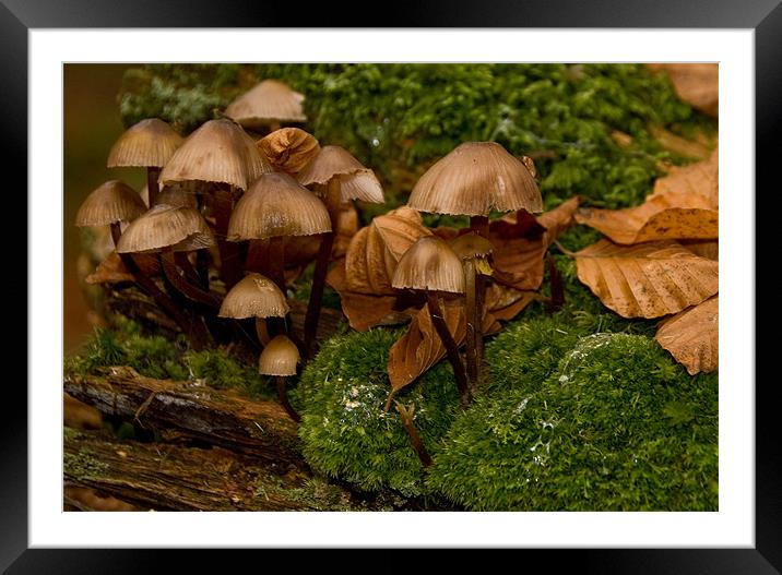 Small World Framed Mounted Print by Mark Robson