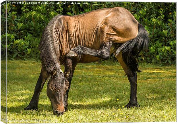  New Forest Pony grazing Canvas Print by Sue Knight